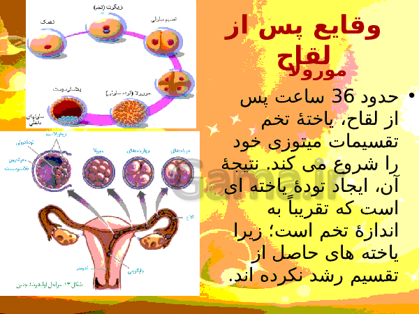 پاورپوینت زیست شناسی (2) یازدهم تجربی | فصل 7: تولید مثل- پیش نمایش