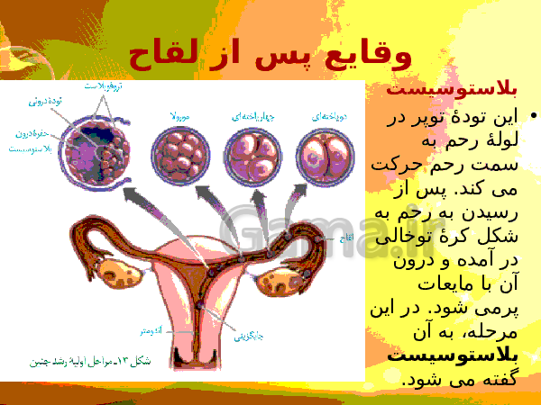 پاورپوینت زیست شناسی (2) یازدهم تجربی | فصل 7: تولید مثل- پیش نمایش