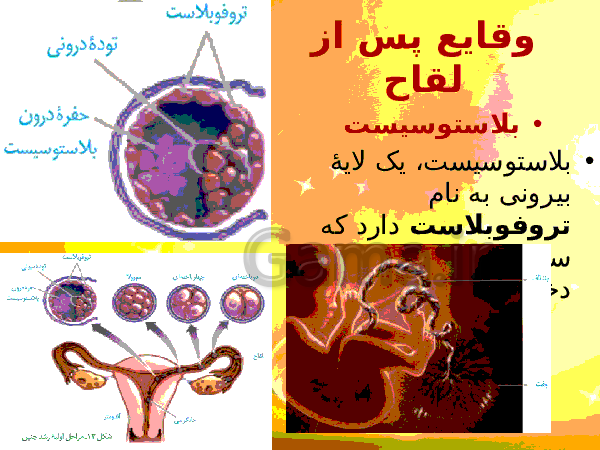 پاورپوینت زیست شناسی (2) یازدهم تجربی | فصل 7: تولید مثل- پیش نمایش