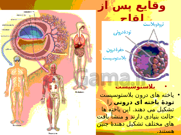 پاورپوینت زیست شناسی (2) یازدهم تجربی | فصل 7: تولید مثل- پیش نمایش