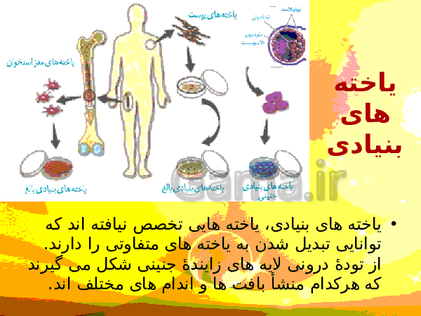 پاورپوینت زیست شناسی (2) یازدهم تجربی | فصل 7: تولید مثل- پیش نمایش