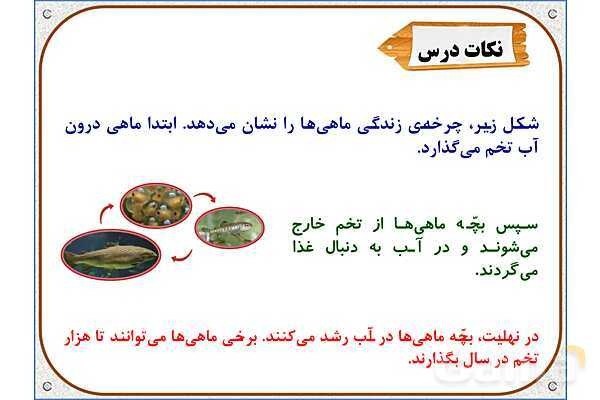 پاورپوینت علوم تجربی سوم دبستان | درس 13: هر کدام جای خود (2)- پیش نمایش
