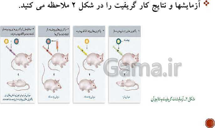 پاورپوینت تدریس زیست شناسی (3) دوازدهم تجربی | فصل 1: مولکول‌های اطلاعاتی (گفتار 1 و 2 و 3)- پیش نمایش