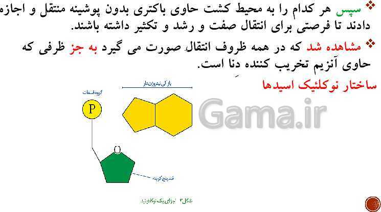 پاورپوینت تدریس زیست شناسی (3) دوازدهم تجربی | فصل 1: مولکول‌های اطلاعاتی (گفتار 1 و 2 و 3)- پیش نمایش