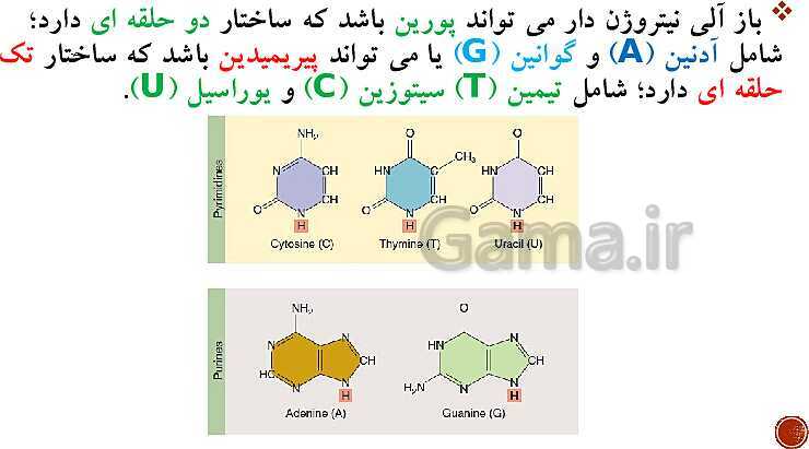 پاورپوینت تدریس زیست شناسی (3) دوازدهم تجربی | فصل 1: مولکول‌های اطلاعاتی (گفتار 1 و 2 و 3)- پیش نمایش