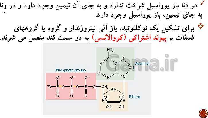 پاورپوینت تدریس زیست شناسی (3) دوازدهم تجربی | فصل 1: مولکول‌های اطلاعاتی (گفتار 1 و 2 و 3)- پیش نمایش