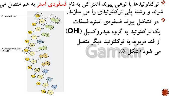 پاورپوینت تدریس زیست شناسی (3) دوازدهم تجربی | فصل 1: مولکول‌های اطلاعاتی (گفتار 1 و 2 و 3)- پیش نمایش