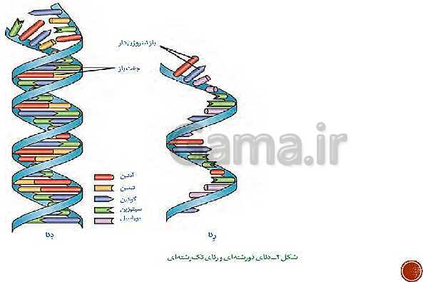 پاورپوینت تدریس زیست شناسی (3) دوازدهم تجربی | فصل 1: مولکول‌های اطلاعاتی (گفتار 1 و 2 و 3)- پیش نمایش