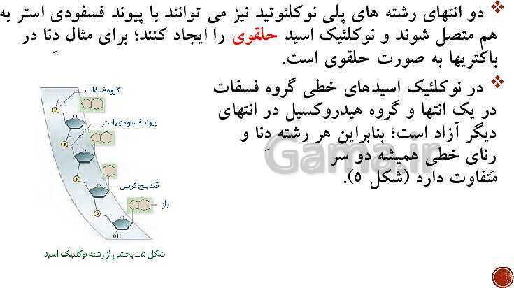 پاورپوینت تدریس زیست شناسی (3) دوازدهم تجربی | فصل 1: مولکول‌های اطلاعاتی (گفتار 1 و 2 و 3)- پیش نمایش