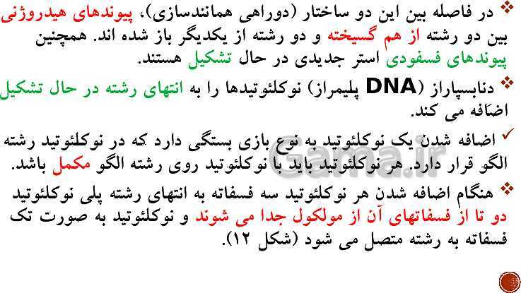 پاورپوینت تدریس زیست شناسی (3) دوازدهم تجربی | فصل 1: مولکول‌های اطلاعاتی (گفتار 1 و 2 و 3)- پیش نمایش