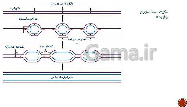 پاورپوینت تدریس زیست شناسی (3) دوازدهم تجربی | فصل 1: مولکول‌های اطلاعاتی (گفتار 1 و 2 و 3)- پیش نمایش