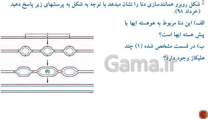 پاورپوینت تدریس زیست شناسی (3) دوازدهم تجربی | فصل 1: مولکول‌های اطلاعاتی (گفتار 1 و 2 و 3)- پیش نمایش