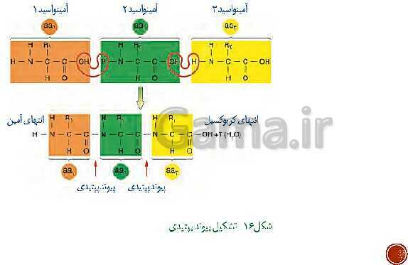 پاورپوینت تدریس زیست شناسی (3) دوازدهم تجربی | فصل 1: مولکول‌های اطلاعاتی (گفتار 1 و 2 و 3)- پیش نمایش