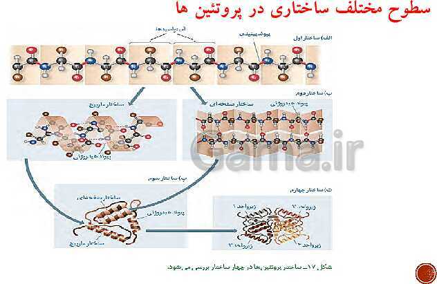 پاورپوینت تدریس زیست شناسی (3) دوازدهم تجربی | فصل 1: مولکول‌های اطلاعاتی (گفتار 1 و 2 و 3)- پیش نمایش