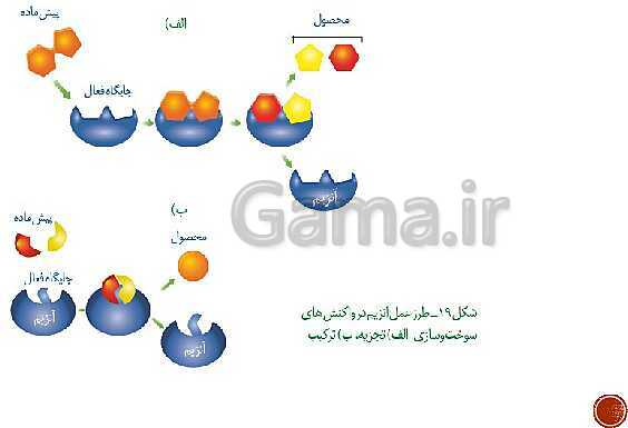 پاورپوینت تدریس زیست شناسی (3) دوازدهم تجربی | فصل 1: مولکول‌های اطلاعاتی (گفتار 1 و 2 و 3)- پیش نمایش