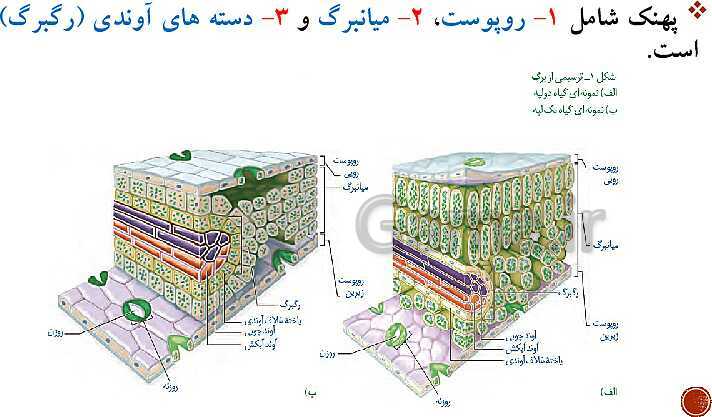 پاورپوینت تدریس زیست شناسی (3) دوازدهم تجربی | فصل 6: از انرژی به ماده (گفتار 1 تا 3)- پیش نمایش