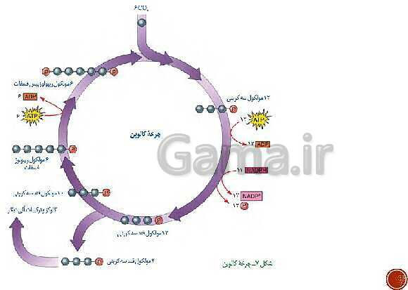 پاورپوینت تدریس زیست شناسی (3) دوازدهم تجربی | فصل 6: از انرژی به ماده (گفتار 1 تا 3)- پیش نمایش