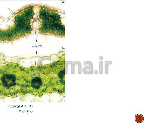 پاورپوینت تدریس زیست شناسی (3) دوازدهم تجربی | فصل 6: از انرژی به ماده (گفتار 1 تا 3)- پیش نمایش