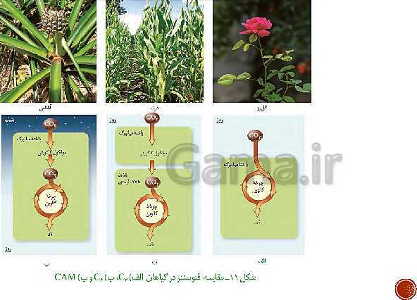 پاورپوینت تدریس زیست شناسی (3) دوازدهم تجربی | فصل 6: از انرژی به ماده (گفتار 1 تا 3)- پیش نمایش