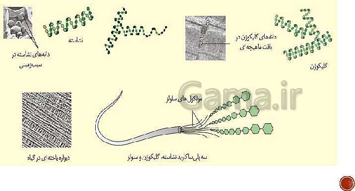 پاورپوینت تدریس زیست شناسی (1) دهم تجربی | فصل 1: دنیای زنده (گفتار 1 تا 3)- پیش نمایش