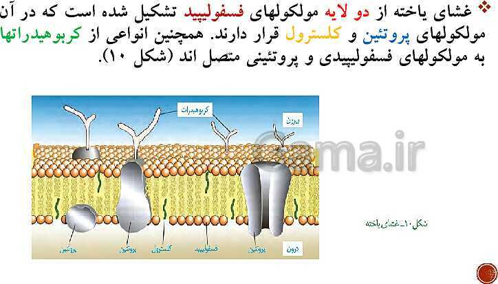 پاورپوینت تدریس زیست شناسی (1) دهم تجربی | فصل 1: دنیای زنده (گفتار 1 تا 3)- پیش نمایش