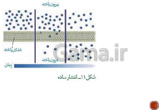 پاورپوینت تدریس زیست شناسی (1) دهم تجربی | فصل 1: دنیای زنده (گفتار 1 تا 3)- پیش نمایش