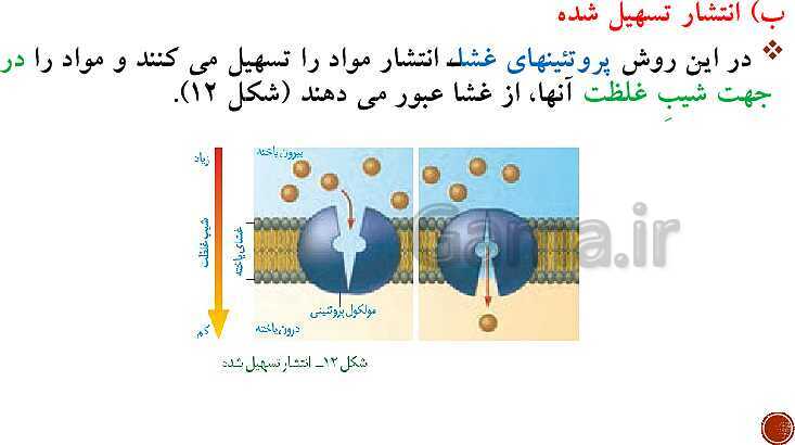 پاورپوینت تدریس زیست شناسی (1) دهم تجربی | فصل 1: دنیای زنده (گفتار 1 تا 3)- پیش نمایش