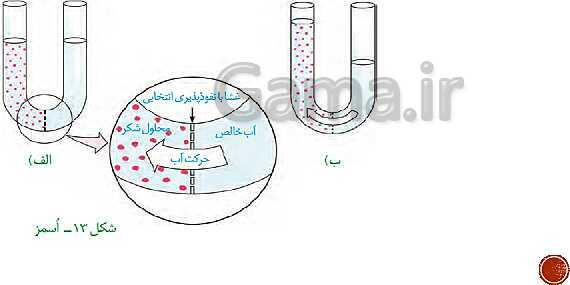 پاورپوینت تدریس زیست شناسی (1) دهم تجربی | فصل 1: دنیای زنده (گفتار 1 تا 3)- پیش نمایش