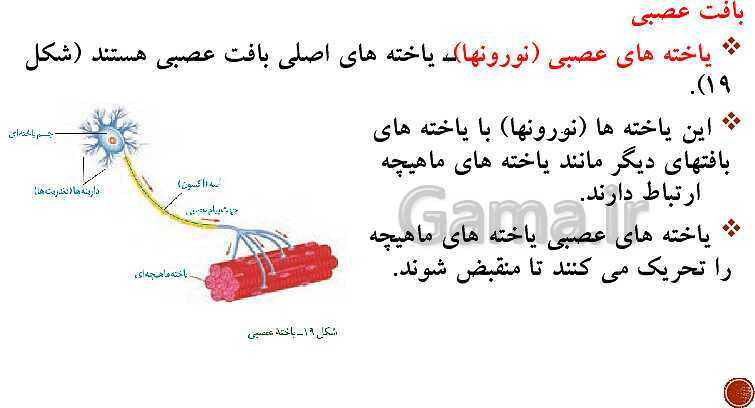 پاورپوینت تدریس زیست شناسی (1) دهم تجربی | فصل 1: دنیای زنده (گفتار 1 تا 3)- پیش نمایش