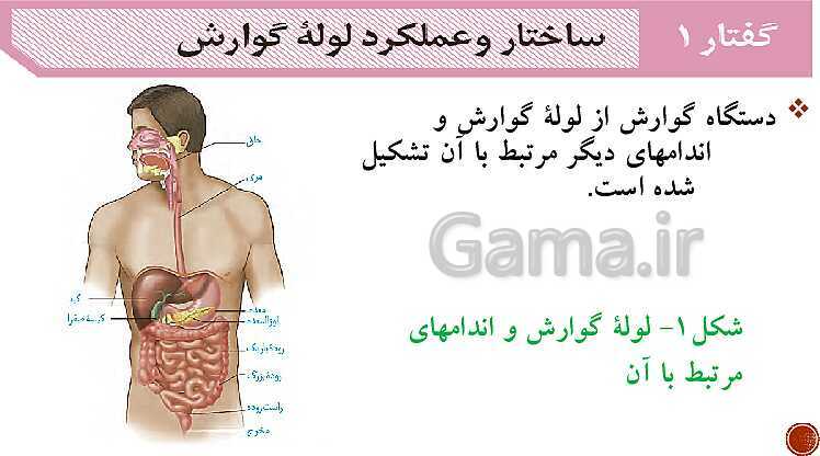 پاورپوینت تدریس زیست شناسی (1) دهم تجربی | فصل 2: گوارش و جذب مواد (گفتار 1 تا 3)- پیش نمایش