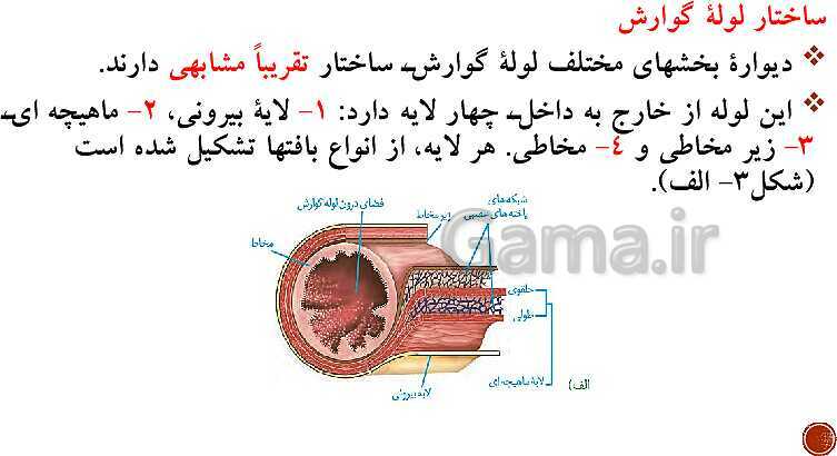 پاورپوینت تدریس زیست شناسی (1) دهم تجربی | فصل 2: گوارش و جذب مواد (گفتار 1 تا 3)- پیش نمایش