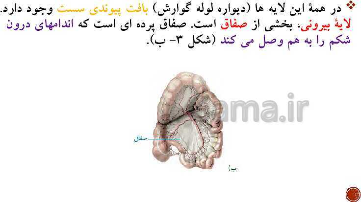 پاورپوینت تدریس زیست شناسی (1) دهم تجربی | فصل 2: گوارش و جذب مواد (گفتار 1 تا 3)- پیش نمایش