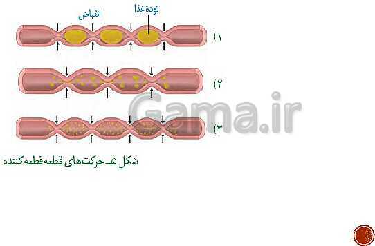 پاورپوینت تدریس زیست شناسی (1) دهم تجربی | فصل 2: گوارش و جذب مواد (گفتار 1 تا 3)- پیش نمایش