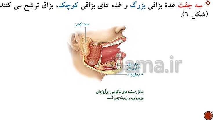 پاورپوینت تدریس زیست شناسی (1) دهم تجربی | فصل 2: گوارش و جذب مواد (گفتار 1 تا 3)- پیش نمایش