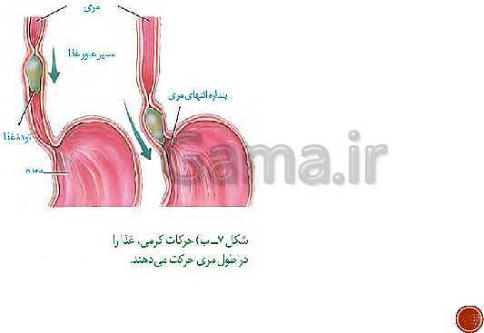 پاورپوینت تدریس زیست شناسی (1) دهم تجربی | فصل 2: گوارش و جذب مواد (گفتار 1 تا 3)- پیش نمایش