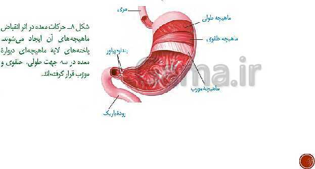 پاورپوینت تدریس زیست شناسی (1) دهم تجربی | فصل 2: گوارش و جذب مواد (گفتار 1 تا 3)- پیش نمایش