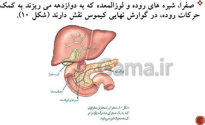 پاورپوینت تدریس زیست شناسی (1) دهم تجربی | فصل 2: گوارش و جذب مواد (گفتار 1 تا 3)- پیش نمایش