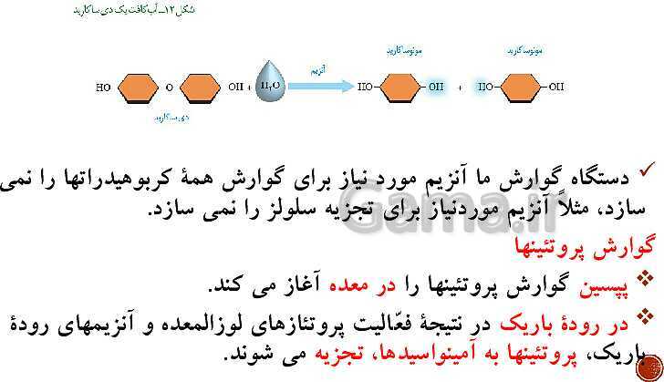 پاورپوینت تدریس زیست شناسی (1) دهم تجربی | فصل 2: گوارش و جذب مواد (گفتار 1 تا 3)- پیش نمایش