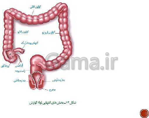 پاورپوینت تدریس زیست شناسی (1) دهم تجربی | فصل 2: گوارش و جذب مواد (گفتار 1 تا 3)- پیش نمایش