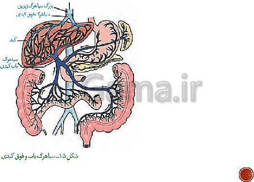 پاورپوینت تدریس زیست شناسی (1) دهم تجربی | فصل 2: گوارش و جذب مواد (گفتار 1 تا 3)- پیش نمایش