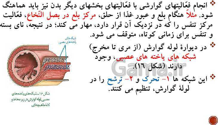 پاورپوینت تدریس زیست شناسی (1) دهم تجربی | فصل 2: گوارش و جذب مواد (گفتار 1 تا 3)- پیش نمایش