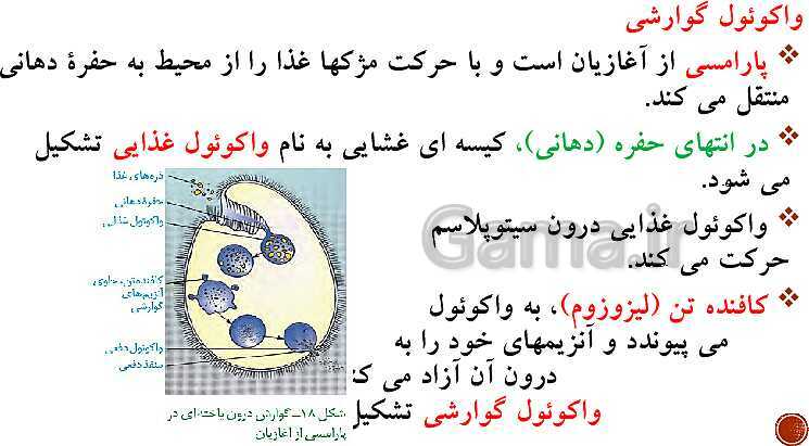 پاورپوینت تدریس زیست شناسی (1) دهم تجربی | فصل 2: گوارش و جذب مواد (گفتار 1 تا 3)- پیش نمایش