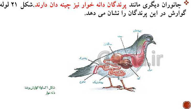 پاورپوینت تدریس زیست شناسی (1) دهم تجربی | فصل 2: گوارش و جذب مواد (گفتار 1 تا 3)- پیش نمایش