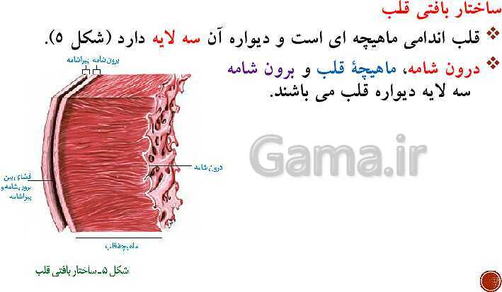 پاورپوینت تدریس زیست شناسی (1) دهم تجربی | فصل 4: گردش مواد در بدن (گفتار 1 تا 4)- پیش نمایش