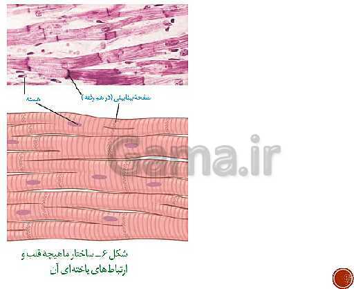 پاورپوینت تدریس زیست شناسی (1) دهم تجربی | فصل 4: گردش مواد در بدن (گفتار 1 تا 4)- پیش نمایش