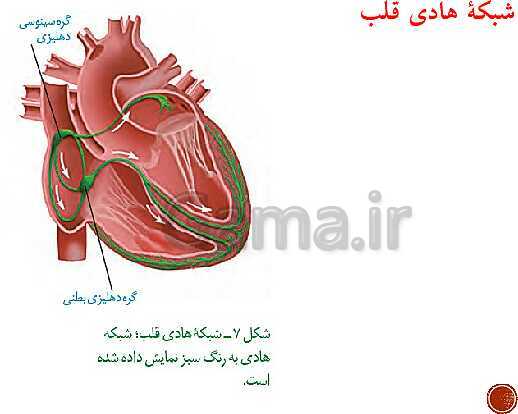 پاورپوینت تدریس زیست شناسی (1) دهم تجربی | فصل 4: گردش مواد در بدن (گفتار 1 تا 4)- پیش نمایش