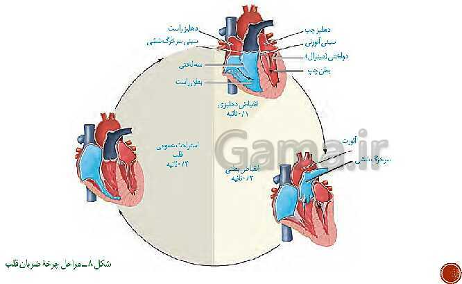 پاورپوینت تدریس زیست شناسی (1) دهم تجربی | فصل 4: گردش مواد در بدن (گفتار 1 تا 4)- پیش نمایش