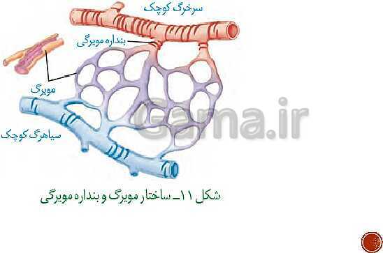 پاورپوینت تدریس زیست شناسی (1) دهم تجربی | فصل 4: گردش مواد در بدن (گفتار 1 تا 4)- پیش نمایش