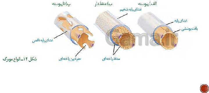 پاورپوینت تدریس زیست شناسی (1) دهم تجربی | فصل 4: گردش مواد در بدن (گفتار 1 تا 4)- پیش نمایش