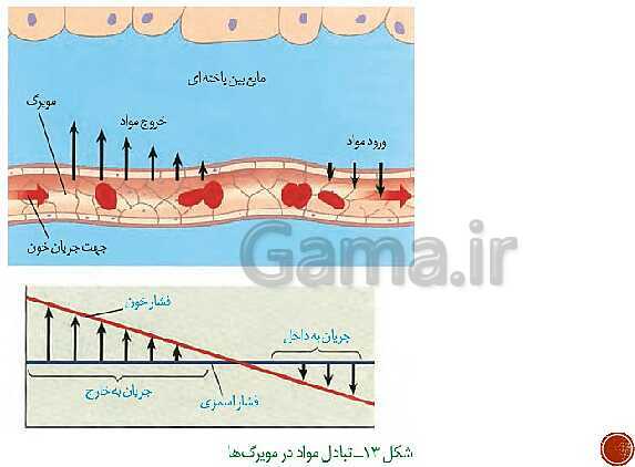 پاورپوینت تدریس زیست شناسی (1) دهم تجربی | فصل 4: گردش مواد در بدن (گفتار 1 تا 4)- پیش نمایش